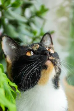 Portrait of curious cat muzzle googling up Stock-Fotos