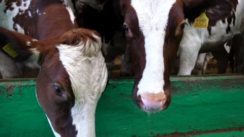 Portrait of curious cows in stall at modern dairy farm. Mammal animals looks Video stock 301882315