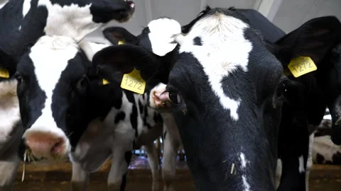 Portrait of curious cows in stall at modern dairy farm. Mammal animals looks Stock Footage 341796877