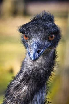 Portrait of curious Emu Stock Photos