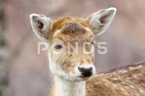 Portrait of curious fallow deer doe ( Dama dama ) Stock Photos