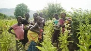 Portrait Of A Curious Farmer Family Standing In A Field Of Crops While Stock Footage