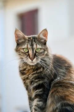 Portrait of a curious fluffy tabby cat against a light background Stock Photos