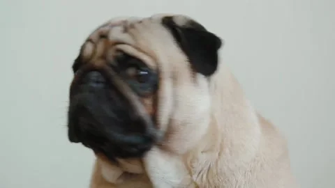 Portrait of the curious pug Stock Footage 162550903