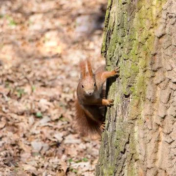 Portrait of curious red squirrel Stock Photos