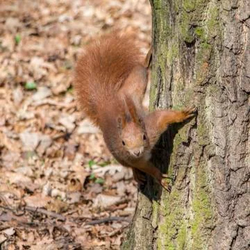Portrait of curious red squirrel Stock Photos