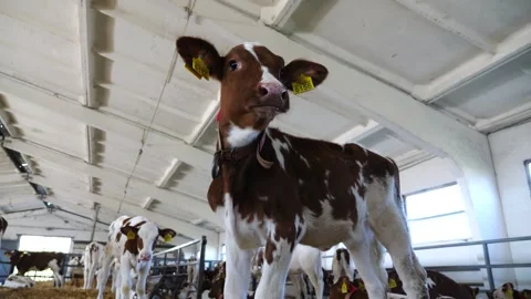 Portrait of curious small calf in stable at milk factory. Beautiful little cow Stock Footage 341796540