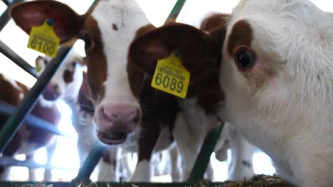 Portrait of curious small calves in stable at milk factory. Cute little cows Stock Footage 341796089