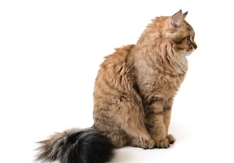 Portrait of curious tabby cat, intensive staring, side view,  banner, copy .. Stock Photos