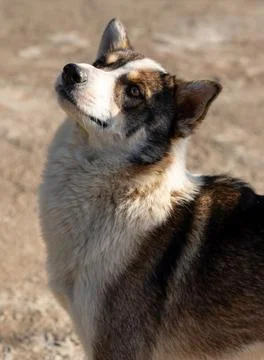 Portrait of a curious, tri-colored local breed dog looking up. Stock Photos