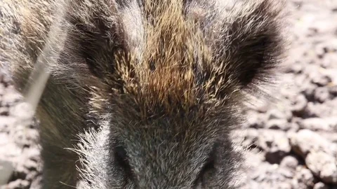 Portrait of curious wild boar Stock Footage 76211755