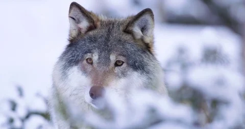 Portrait of curious wolf in winterscape Stockbeeldmateriaal 73657450