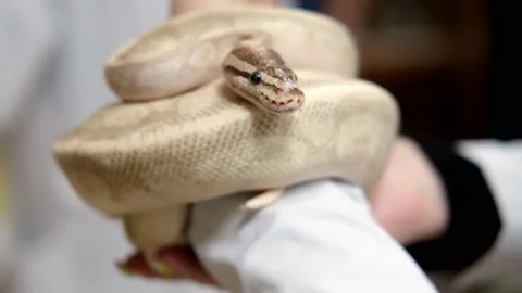 Portrait of a curled up domestic royal python. Royal python hugs a woman's hand Stock-Footage 196971740