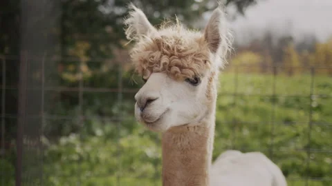 Portrait of a cute alpaca on a farm. Stock Footage 165934211