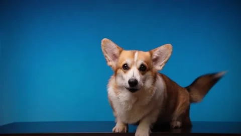 Portrait of a cute barking Welsh Corgi Pembroke dog on a blue background. Video stock 180884283