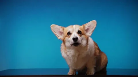 Portrait of a cute barking Welsh Corgi Pembroke dog on a blue background. Video stock 182447644