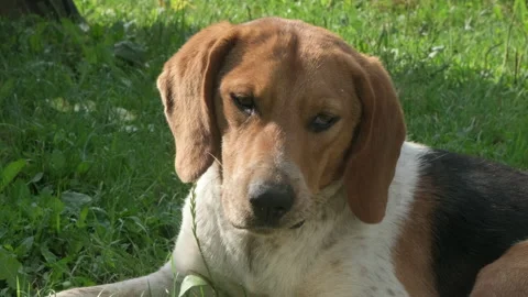 Portrait of cute beagle dog lying on green grass. Lost hunting dog with sad eyes Video stock 201780620