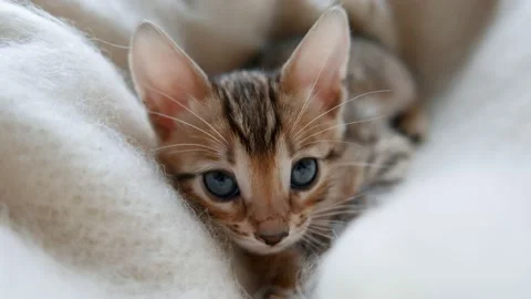 Portrait of a cute bengal kitten Stock Footage 165614827