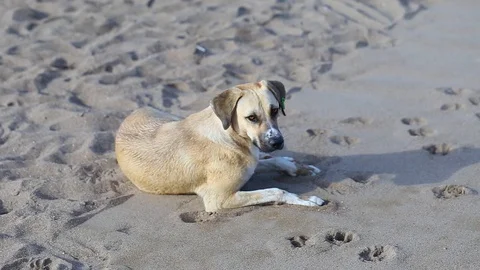 Portrait of cute big yellow mongrel dog relaxing at sandy summer beach Stock Footage 104109609