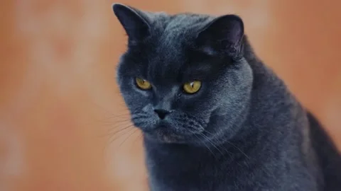 Portrait of a cute british cat Stock Footage 170382159