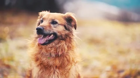 Portrait of cute brown dog lick his nose, sit in autumn nature and looks around Stock Footage