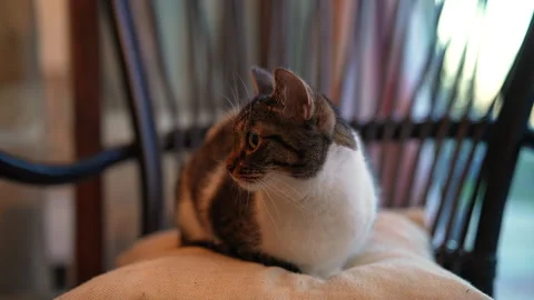Portrait of cute brown white tabby cat sitting comfortably in cat loaf pose on Stock Footage 342740822