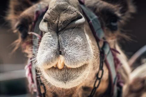 Portrait of a cute camel Stock Photos