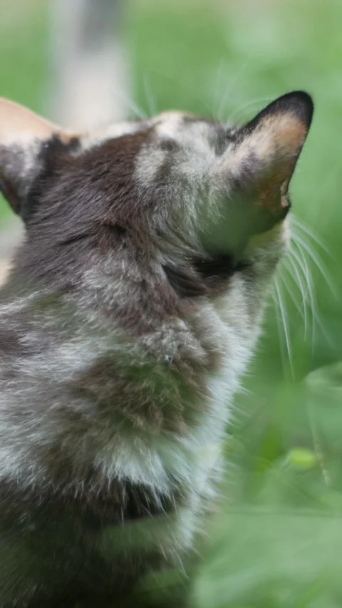 Portrait of cute cat with bokeh background. Stock Footage 310599706