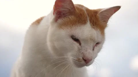 Portrait of Cute cat looking at camera, Stock Footage 140747768