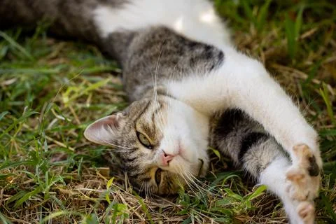 Portrait of a cute cat Stock Photos