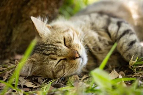 Portrait of a cute cat Stock Photos