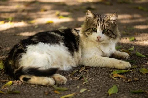 Portrait of a cute cat Stock Photos