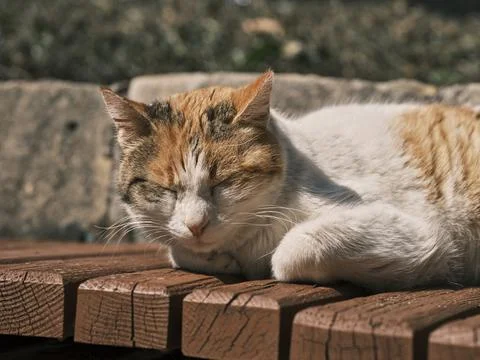 Portrait of a cute cat Stock-Fotos