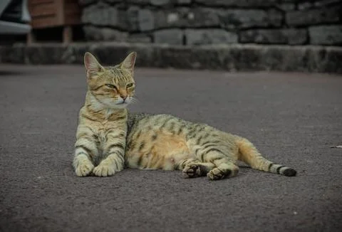 Portrait of Cute cat resting on ground Stock Photos