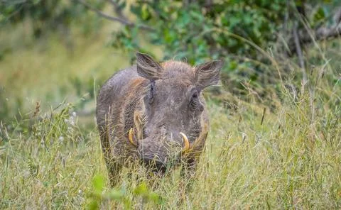 Portrait of a cute common Warthog or Phacochoerus africanus in a game reserve Stock Photos