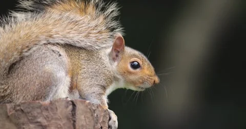 Portrait of cute curious young grey squirrel standing on tree stump Stock Footage 327558325