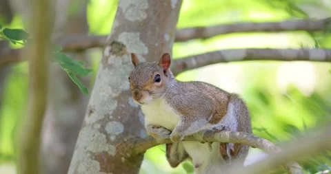 Portrait of cute curious young grey squirrel perched on tree branch Stock Footage 327924387