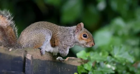Portrait of a cute curious young grey squirrel standing on garden fence Stock Footage 328122094