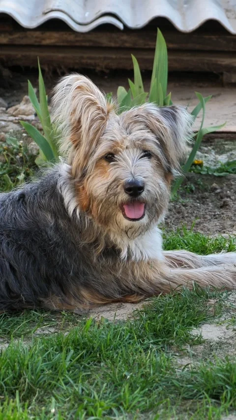 Portrait of a cute dog looking at the camera. Stock Footage 336332531