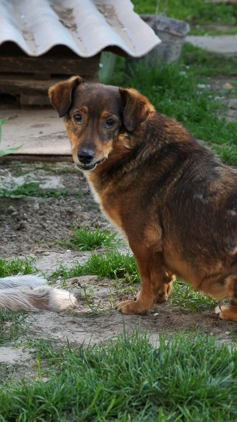Portrait of a cute dog looking at the camera. Stock Footage 336332545