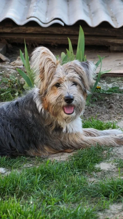 Portrait of a cute dog looking at the camera. Stock Footage 336332549