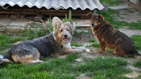 Portrait of cute dogs looking at the camera. Stock Footage 336332541
