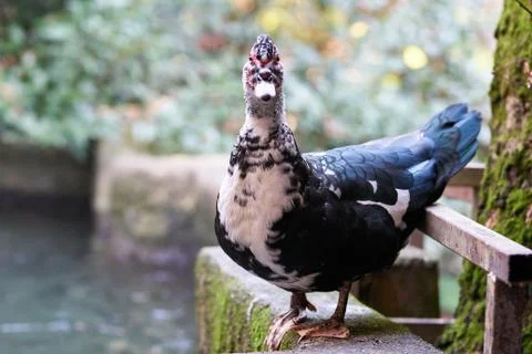 Portrait of a cute duck Stock Photos