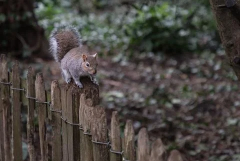 Portrait of a cute Eastern Gray Squirrel (Sciurus carolinensis) perched on .. Stock Photos