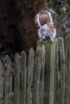 Portrait of a cute Eastern Gray Squirrel (Sciurus carolinensis) perched on .. Stock Photos