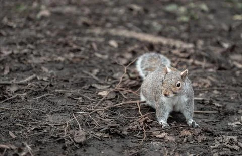 Portrait of a cute Eastern Gray Squirrel (Sciurus carolinensis) standing on.. Stock Photos