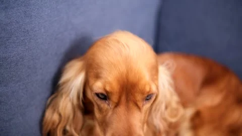 Portrait of cute English cocker spaniel lying on sofa and looking at camera Stock Footage 313493744