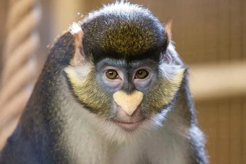 Portrait of cute face of monkey looking at camera calmly 스톡 사진