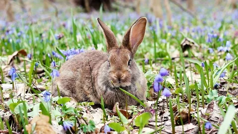 Portrait of a cute fluffy brown rabbit with big ears sitting Stock Footage 128297133