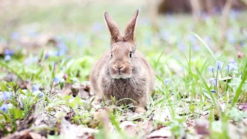 Portrait of a cute fluffy brown rabbit with big ears Stock Footage 128299444